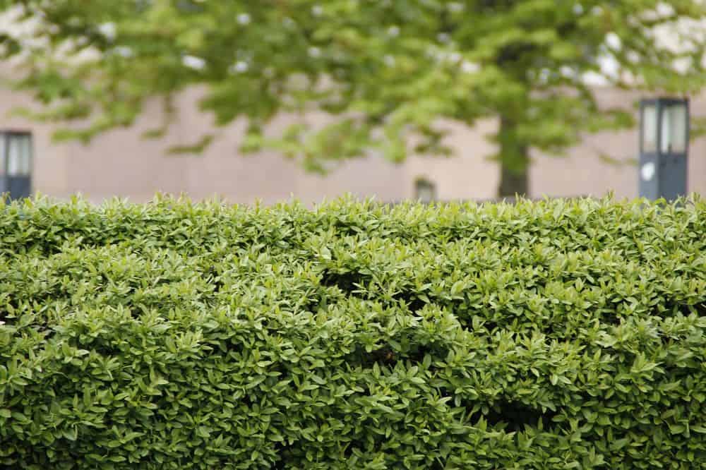 Hedge Trimming image