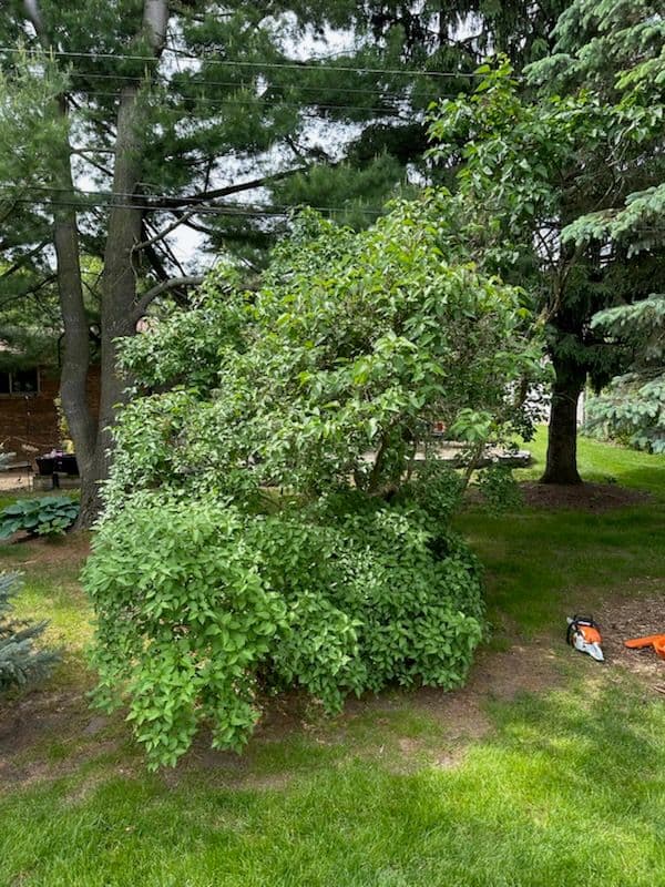 Backyard Refresh with Expert Hedge Trimming image