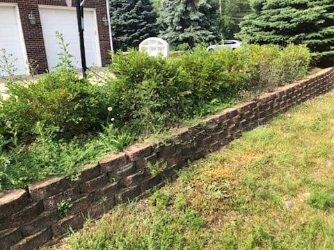 Project Garden Transformation Clears Overgrowth for Renewal image