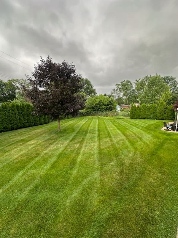Gallery photos for Transforming Lawns with Precision and Care: Image #1
