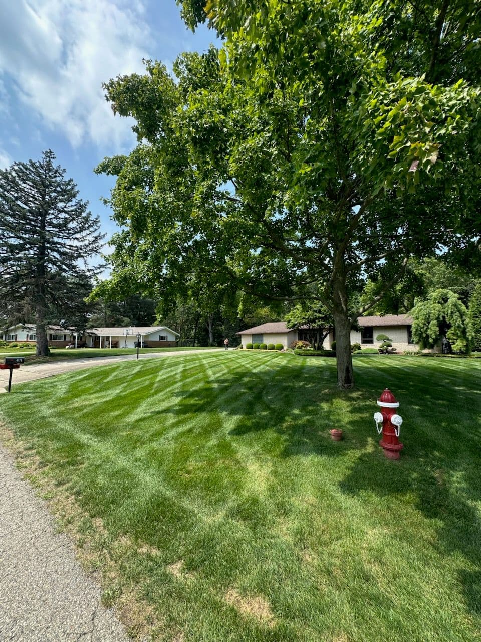 Spectacular Lawn Transformation Patterns image