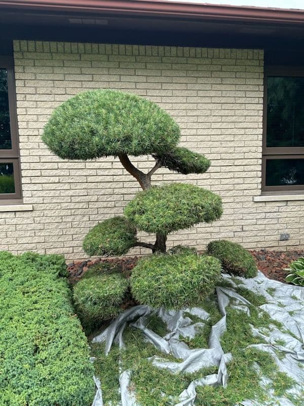 Gallery photos for Expert Hedge Trimming for Stunning Gardens: Image #1