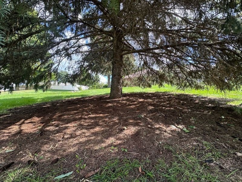 Gallery photos for Transformative Tree Cleanup with Stunning Results: Image #1