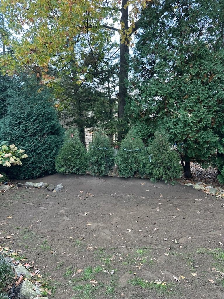 Instant Privacy with Pine Trees image